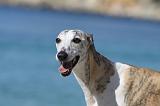 WHIPPET 239